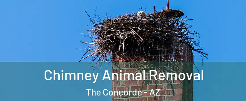 Chimney Animal Removal The Concorde - AZ